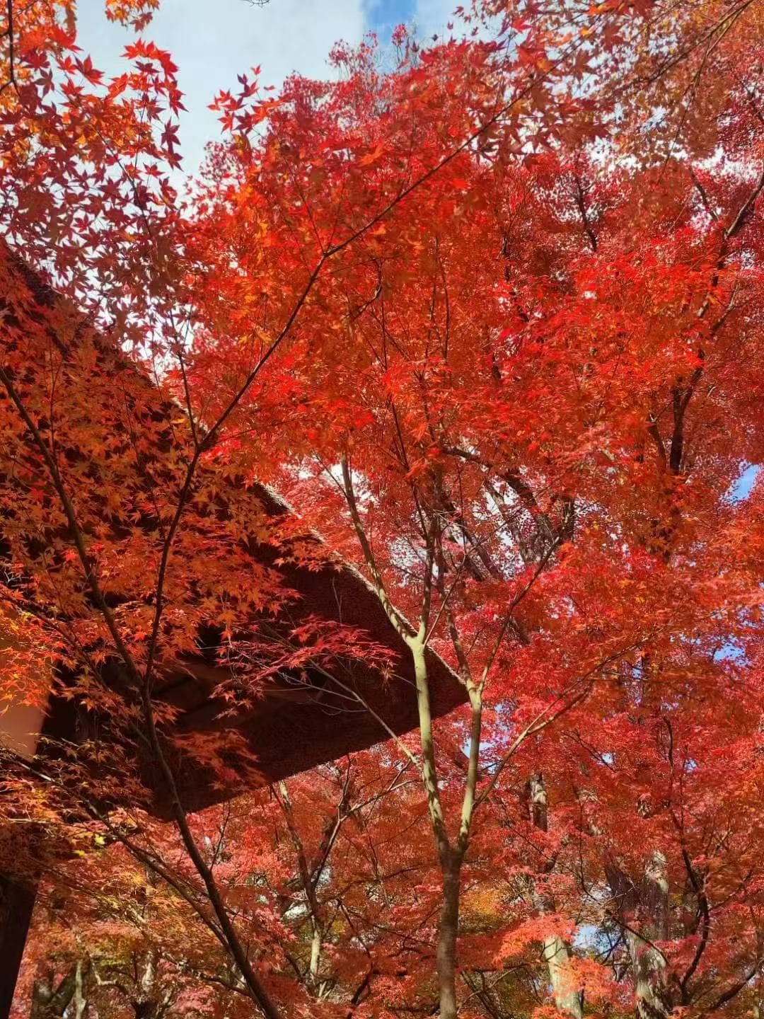 古寺巡礼 - 日本，京都